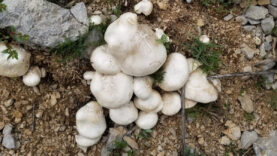 Erzincan'da Doğal Olarak Yetişen Çaşır Mantarı: Kilosu bin 250 TL