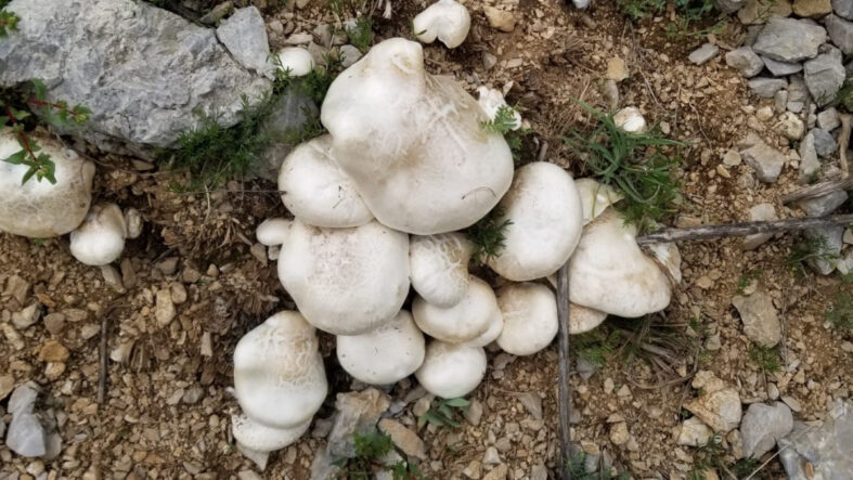 Erzincan'da Doğal Olarak Yetişen Çaşır Mantarı: Kilosu bin 250 TL